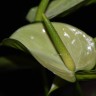 Anthurium Princess Alexia Jade (деленка без цветов)