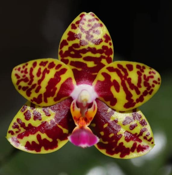 Орхидея Phalaenopsis Sogo Pony (отцвел)  