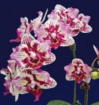 Орхидея Phalaenopsis Lianher Happy Pearl (отцвел)  