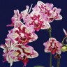 Орхидея Phalaenopsis Lianher Happy Pearl (отцвел)  