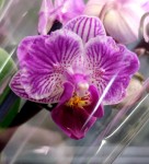 Орхидея Phalaenopsis Sogo Vivien peloric, mini   