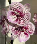 Орхидея Phalaenopsis Big Lip (отцвел)