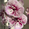 Орхидея Phalaenopsis Big Lip (отцвел)