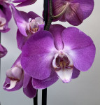 Орхидея Phalaenopsis