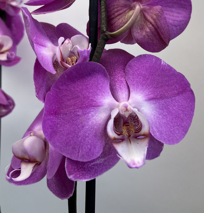 Орхидея Phalaenopsis