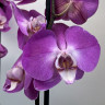 Орхидея Phalaenopsis