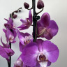 Орхидея Phalaenopsis