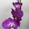 Орхидея Phalaenopsis