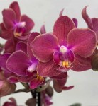 Орхидея Phal. Perfume Diffusion, multiflora (отцвел, РЕАНИМАШКА)