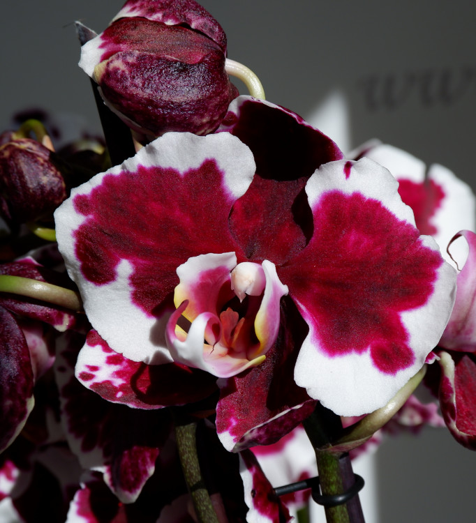 Орхидея Phalaenopsis Black Magic (отцвел) 