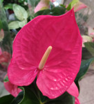 Anthurium Maine 