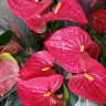 Anthurium Maine 