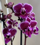 Орхидея Phal. Chia E Yenlin variegata, multiflora (отцвел)