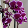 Орхидея Phal. Chia E Yenlin variegata, multiflora (отцвел)