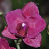 Орхидея Phalaenopsis Montreux (отцвел)