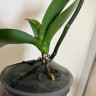 Орхидея Phalaenopsis Pirate Picotee (отцвёл, РЕАНИМАШКА*)