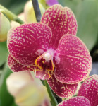 Орхидея Phalaenopsis (отцвёл, РЕАНИМАШКА*)