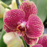 Орхидея Phalaenopsis (отцвёл, РЕАНИМАШКА*)