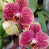 Орхидея Phalaenopsis (отцвёл, РЕАНИМАШКА*)