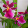 Орхидея Cambria (отцвела, РЕАНИМАШКА*)
