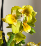 Орхидея Phal. Norman's Yellow Batman, peloric (цветет, УЦЕНКА**)