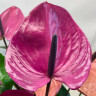 Anthurium Louisiana (деленка без цветов)