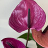 Anthurium Louisiana (деленка без цветов)