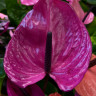 Anthurium Louisiana (деленка без цветов)