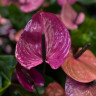 Anthurium Louisiana (деленка без цветов)