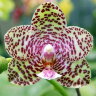 Орхидея Phalaenopsis Natasha Aiko (еще не цвёл)
