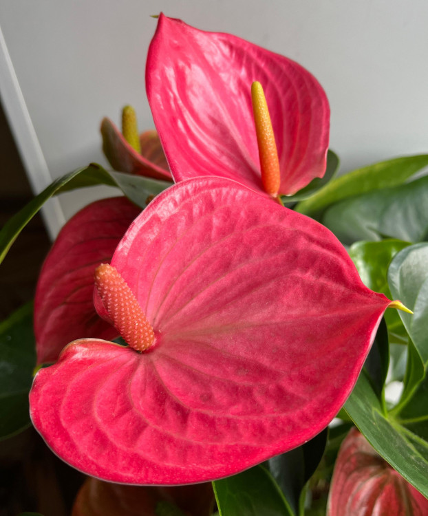 Anthurium Melito (деленка без цветов)