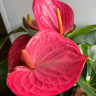 Anthurium Melito (деленка без цветов)