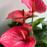 Anthurium Melito (деленка без цветов)