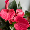 Anthurium Melito (деленка без цветов)