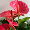 Anthurium Melito (деленка без цветов)