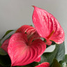 Anthurium Melito (деленка без цветов)