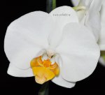 Орхидея Phalaenopsis Darwin (отцвел)