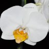 Орхидея Phalaenopsis Darwin (отцвел)