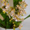 Орхидея Oncidium Twinkle Romantic Fantasy (отцвел)