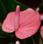 Anthurium Princess Alexia Pink (деленка без цветов)