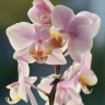 Орхидея Phalaenopsis Pinlong Cheris, mini 