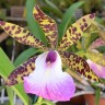Орхидея Cattleya Hippodamia (отцвела)     