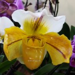 Орхидея Paphiopedilum hybrid (отцвёл)