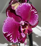 Орхидея Phalaenopsis 