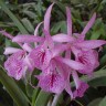 Орхидея Cattleya Maikai Mayumi (отцвела)         