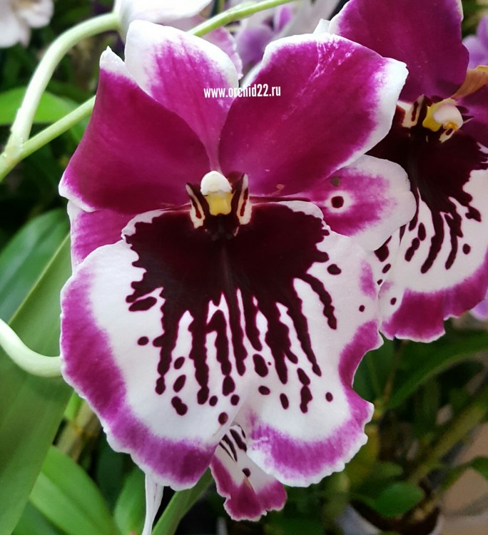 Орхидея Miltonia (отцвела)
