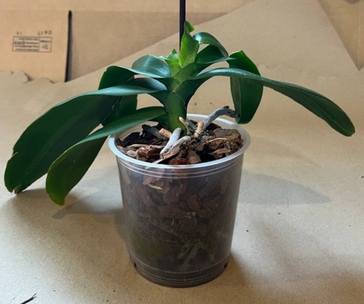 Орхидея Phalaenopsis (отцвел, РЕАНИМАШКА*)