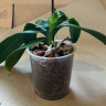 Орхидея Phalaenopsis (отцвел, РЕАНИМАШКА*)