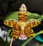 Орхидея Phalaenopsis Aber Ambo 'Chartreuse' 