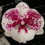 Орхидея Phalaenopsis Miki Dancer ’63’ (отцвел)